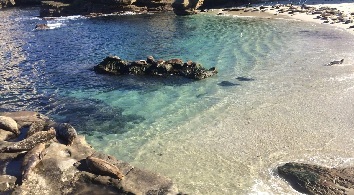Pinnipeds hauled out on rocks beside glass-clear turquoise shallows and a small sand beach