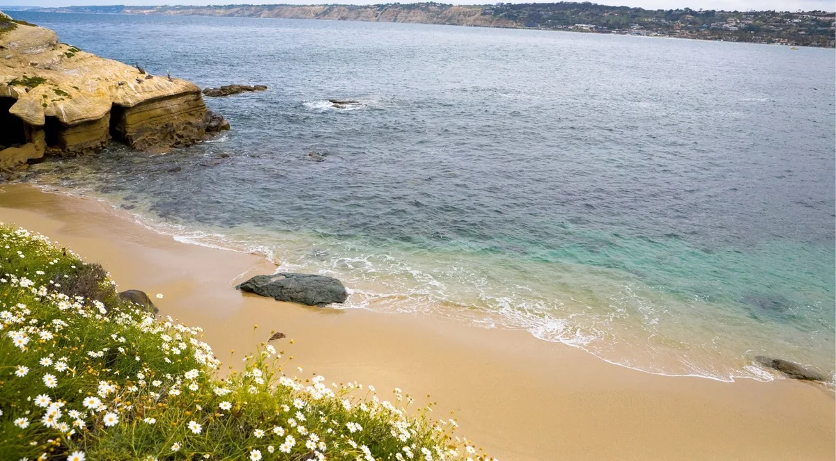 Small sandy cove with turquoise water below a sandstone bluff, daisies blooming on the slope