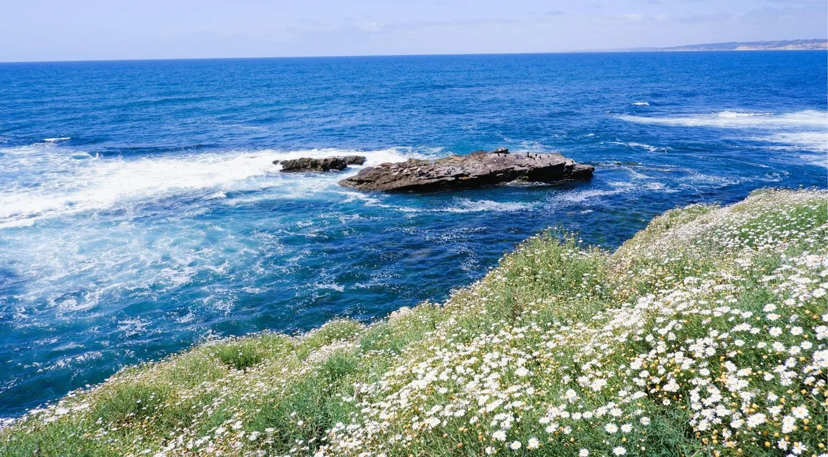 An offshore rock crowded with seabirds in deep blue open water, a daisy-covered bluff in the foreground