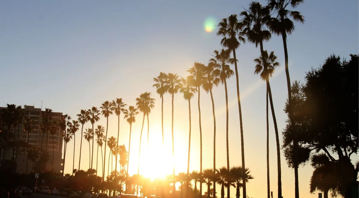 A long row of tall palms silhouetted against the setting sun above Coast Boulevard