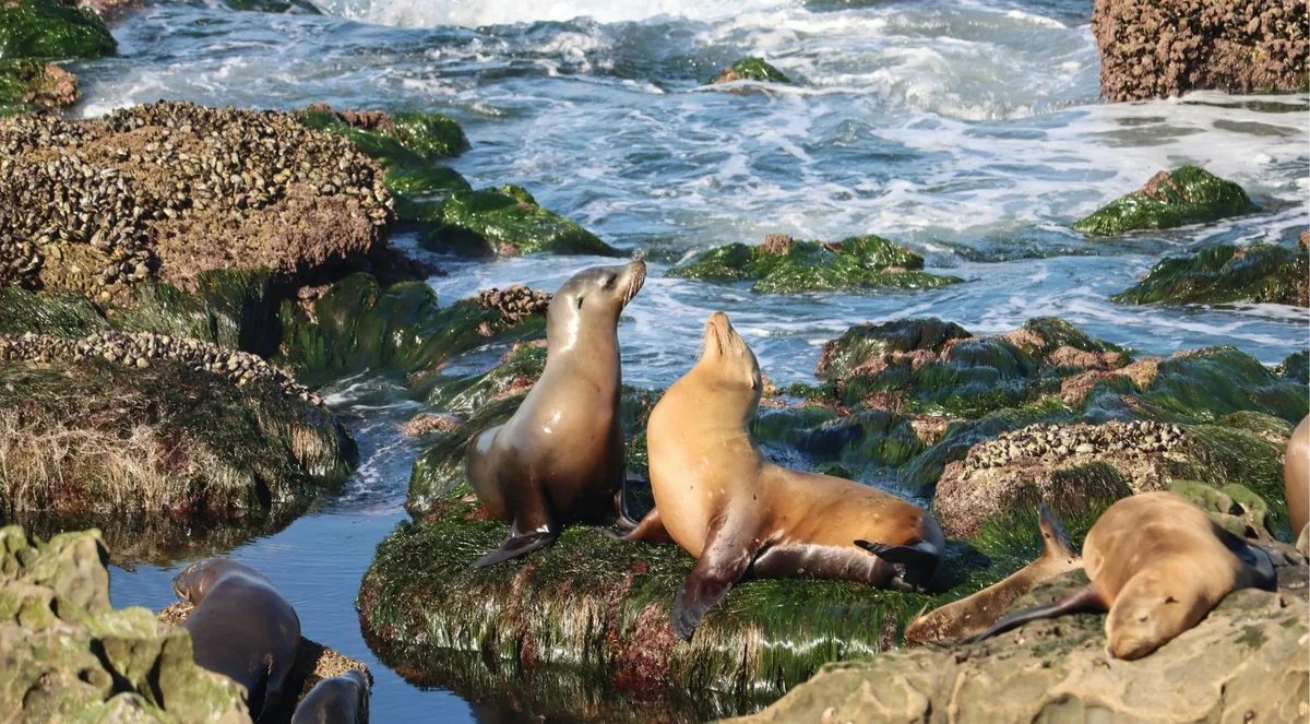Two California sea lions raising their heads on algae-covered rocks at the water's edge, with more hauled out nearby